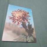 Cumpara ieftin CARTE POSTALA - FELICITARE CIRCULATA