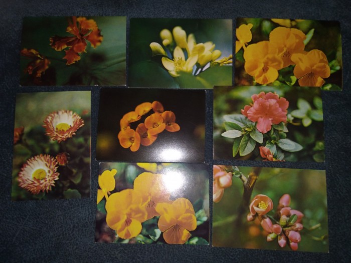 14 CARTI POSTALE FLORI