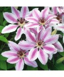 Planta Clematis Nelly Moser C2, ghiveci 2l, Oem