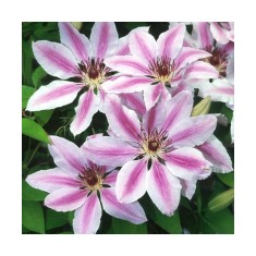 Planta Clematis Nelly Moser C2, ghiveci 2l