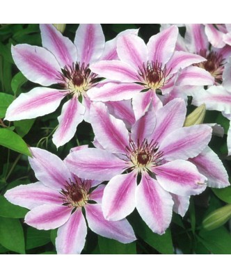 Planta Clematis Nelly Moser C2, ghiveci 2l foto