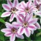 Planta Clematis Nelly Moser C2, ghiveci 2l
