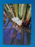 CPIB 23359 CARTE POSTALA - FELICITARE, FLORI, NECIRCULATA