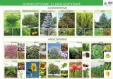 Gimnosperme si angiosperme - Editura DPH