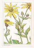 FA159 - Carte Postala - GERMANIA - Arnika (Arnica montana ), necirculata