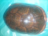 Carapace broasca testoasa completa Superba,carapace Decor-FOSILA- carapace veche broasca testoasa model superb RARA