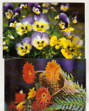 Bnk cp Romania - lot 30 felicitari carti postale - flori, Ambele, Printata, Romania de la 1950