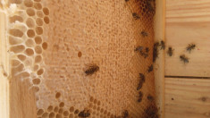Vand fagure de miere, rapita-salcam 2019 foto