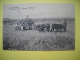 HOPCT 509 A RECOLTAREA OREZULUI -KISANTU IN 1921 -CONGO BELGIAN-AFRICA --CIRCULATA
