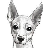 Cumpara ieftin Sticker decorativ Caine Basenji, Alb, 80 cm, 8149ST, Oem