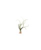 Planta aeriană Tillandsia Baileyi - Mare