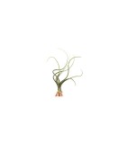 Cumpara ieftin Planta aeriană Tillandsia Baileyi - Mare