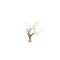 Planta aeriană Tillandsia Baileyi - Mare