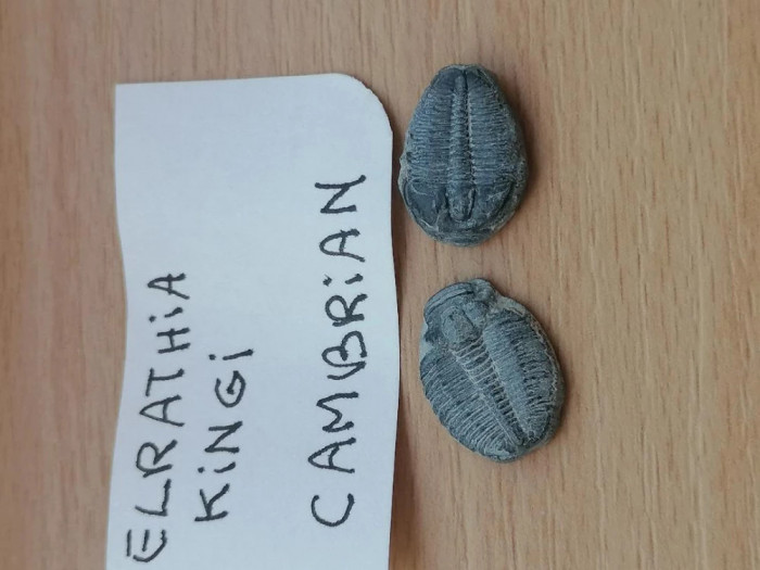 Fosile Cambrian Trilobiti Elrathie Kingi