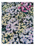 Tablou Canvas, "C&acirc;mp de flori multicolore &icirc;nflorite", Flori, Margarete, Colorat, Vibrant, Natură, Petale, Verdeață, Abundență, Plante, Grădină, 26 x 3