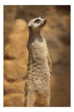 Tablou Canvas, "Suricata &icirc;n poziție de veghe", Meerkat, Vigilează, Alertă, Soare, Nisip, St&acirc;ncă, Blană, Observație, 26 x 39 cm, CMCLASS