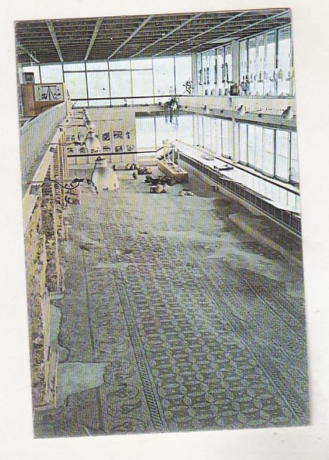 bnk cp Constanta - Edificiul roman cu mozaic - circulata