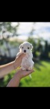 Bichon Maltez