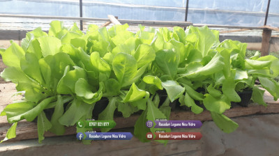 Rasad de salata verde de vanzare 2024 foto