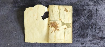 Caiet A5 pentru Ierbar, Liceul &amp;bdquo;Sf. Sava&amp;rdquo; (Anul 1911) A5 &amp;ndash; 48 pagini cu plante presate și etichete manuscrise foto