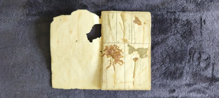 Caiet A5 pentru Ierbar, Liceul &bdquo;Sf. Sava&rdquo; (Anul 1911) A5 &ndash; 48 pagini cu plante presate și etichete manuscrise