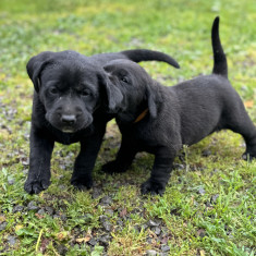 Labrador Retriever negru!