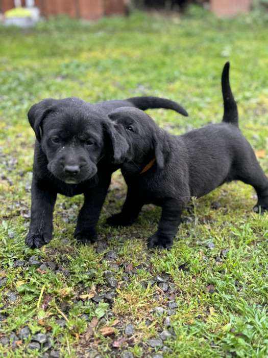 Labrador Retriever negru!