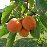 Kaki Rojo Brillante &ndash; pom fructifer exotic, ghiveci, fructe mari și aromate, Oem