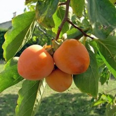 Kaki Rojo Brillante &ndash; pom fructifer exotic, ghiveci, fructe mari și aromate