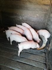 Vand purcei de 10 saptamani foto