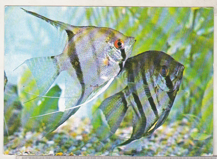bnk cp Constanta - Acvariu - Pierophyllum Scalare - Pesti - necirculata