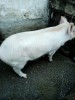 Vand purcei si porci intre 70 si 120 kg