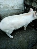Vand purcei si porci intre 70 si 120 kg