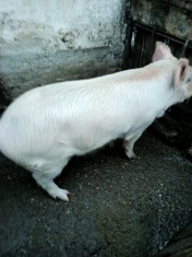 Vand purcei si porci intre 70 si 120 kg