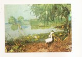 RF186 - Carte Postala - Muzeul Deltei Dunarii. Tulcea - Diorama Zalog, necirculata