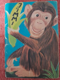 Jimmy, maimutoiul - F. Sahling, ilustratii de G. Mauser Lichtl