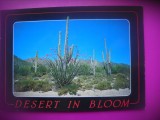 HOPCT 8171 DESERT IN BLOOM -SUA-AMERICA DE NORD -NECIRCULATA-