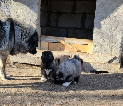 Pui ciobanesc caucazian superbi foto