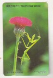 bnk card Cartele telefonice - Coreea de Sud - fauna - insecte - calugarita