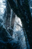Tablou Canvas, "Răsărit de soare &icirc;n pădurea &icirc;nzăpezită", Copaci, Zăpadă, Lumină, Pădure, Gheață, Mister, Umbre, Frunziș, Răceală, Natură, 26 x 39 cm,