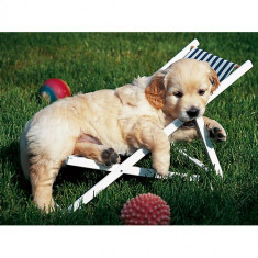 Puzzle Golden Retriever, 500 Piese foto