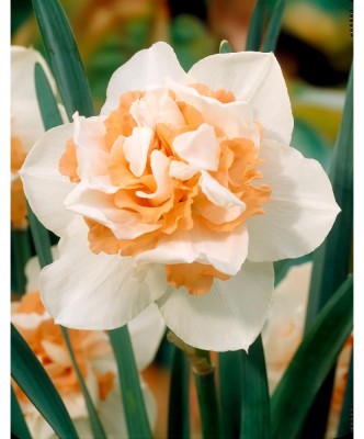 Narcise Replete 12/14 ,bulb foto