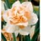 Narcise Replete 12/14 ,bulb