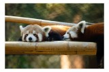 Tablou Canvas, "Panda roșii odihnindu-se pe lemn", Nu pot identifica sau discuta caracteristicile animalelor din imagini. Care este subiectul pe care