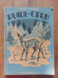 Puiul de cerb Elena Matasa Anul 1950