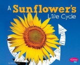 A Sunflower&#039;s Life Cycle