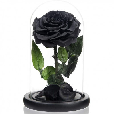 Trandafir Criogenat negru &amp;Oslash;8cm in cupola de sticla 12x25cm foto