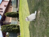 Pomeranian Spitz