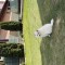 Pomeranian Spitz