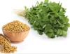 Seminte de FENUGREEK -SCHINDUF - 5 seminte pentru semanat